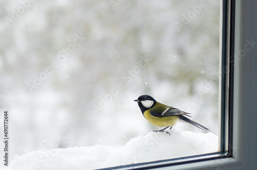 titmouse on the window in the snow