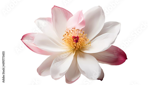 pink lotus isolated on white transparent background PNG, flower 