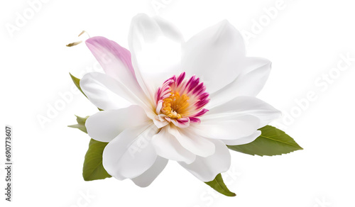 white water lily on transparent background PNG   flower 