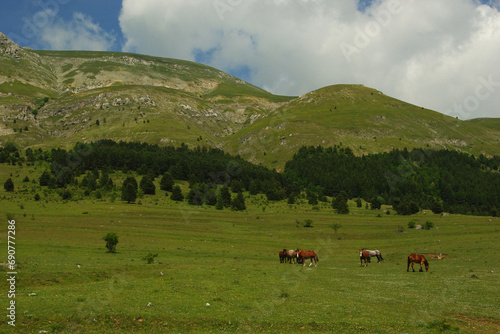 Horses grazing on the plateau