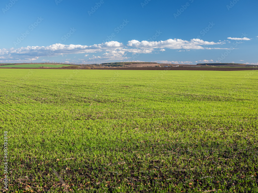 view to green wheat field and white clouds in blue sky with free space