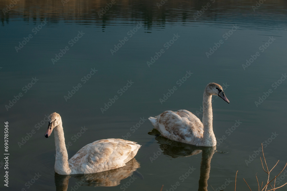 Fototapeta premium white swans group on the lake swim well under the bright sun