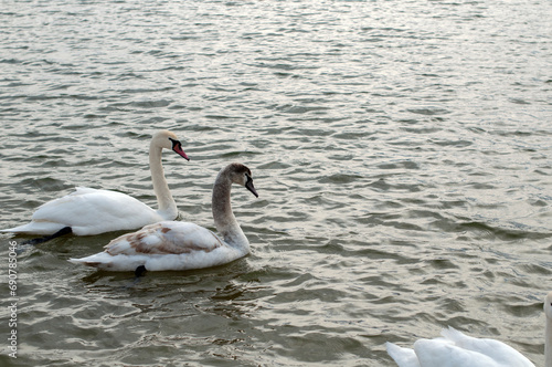 white swans group on the lake swim well under the bright sun