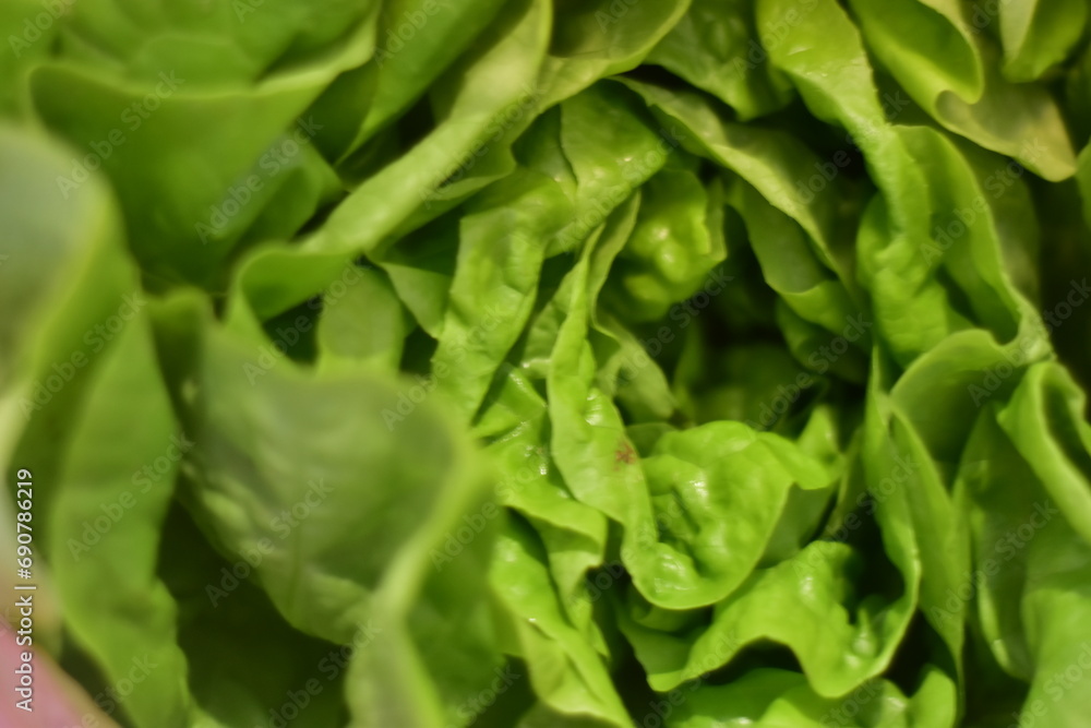 fresh vegetables in the fridge fresh vegetables in the fridge