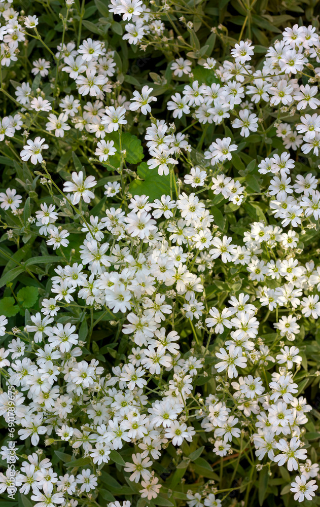 Cerastium sprout blooms with white small flowers in a continuous carpet on a flowerbed close-up texture