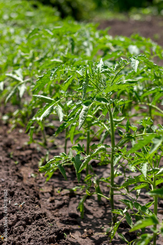 growing tomato bushes in a garden bed close-up seedlings