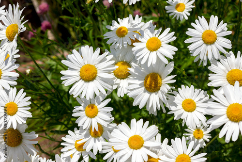 large garden daisies bloom in the garden on a flower bed close-up