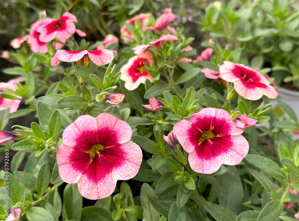 Decorative garden flower petunia (lat. Petunia) Decorative garden flower petunia (lat. Petunia)
