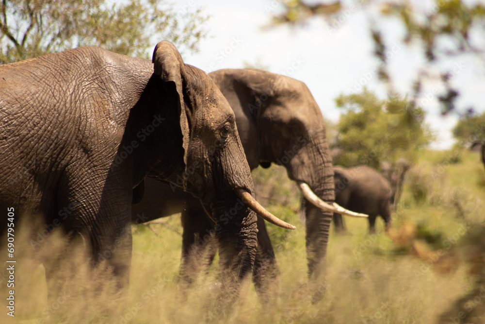 Fototapeta premium elephant in park
