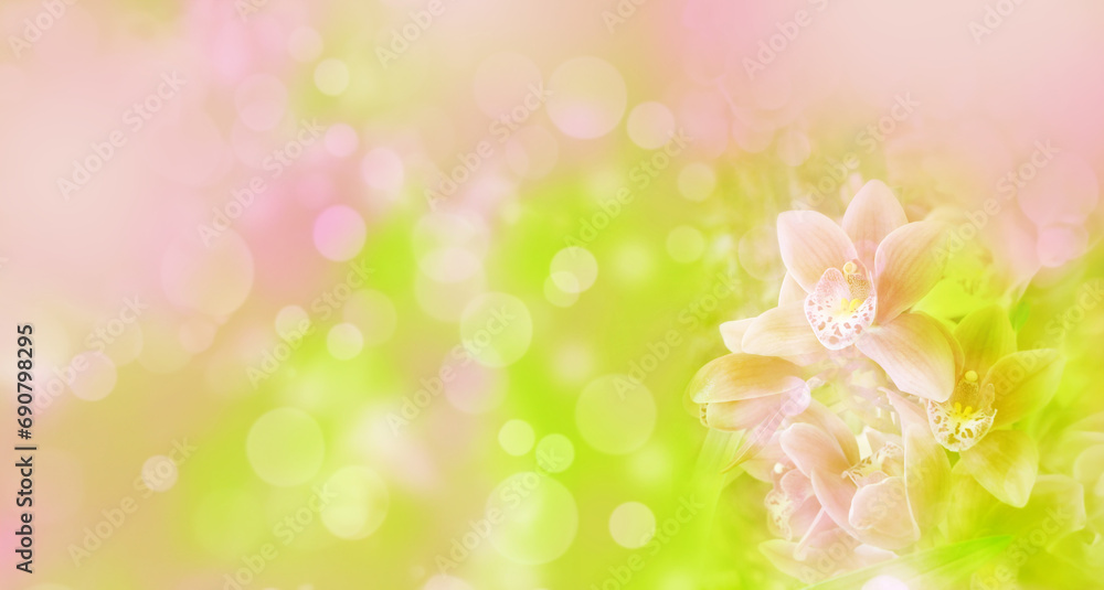 orchid flower and soft bokeh background