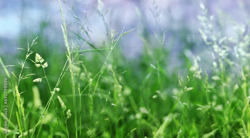 grass foliage background texture soft fokus