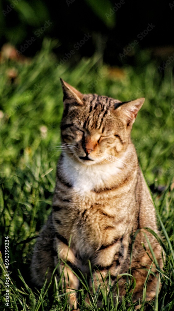portrait of a cat portrait of a cat