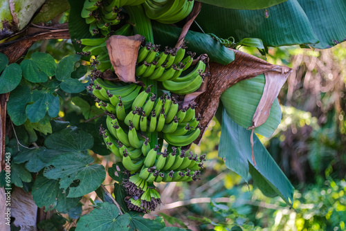 Cluster of Green Bananas in Tropical Forest Setting, Natural Scene with Fresh Banana Bunch