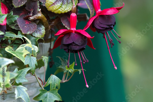 Deep pink and purple Fuchsia flowers with ivy vines.