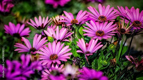 pink and purple flowers