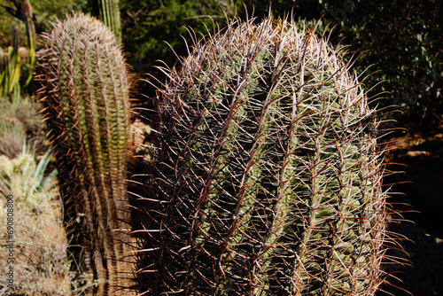Compass barrel cactus photo