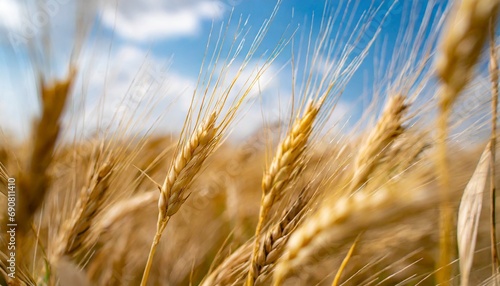 Golden Wheat Field and blue sky 