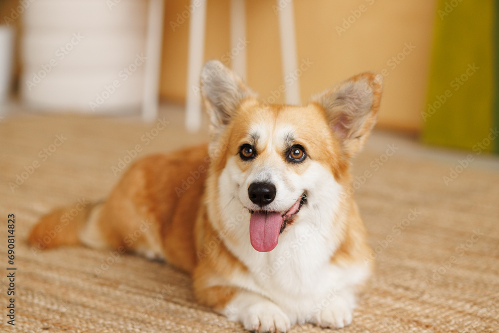 Portrait of adorable, happy smiling dog of the corgi breed. Beloved pet in the beautiful home. Portrait of adorable, happy smiling dog of the corgi breed. Beloved pet in the beautiful home.
