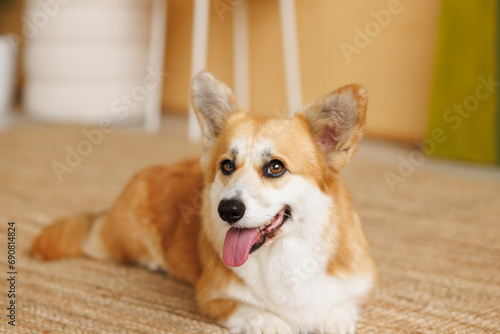 Portrait of adorable, happy smiling dog of the corgi breed. Beloved pet in the beautiful home. © KDdesignphoto
