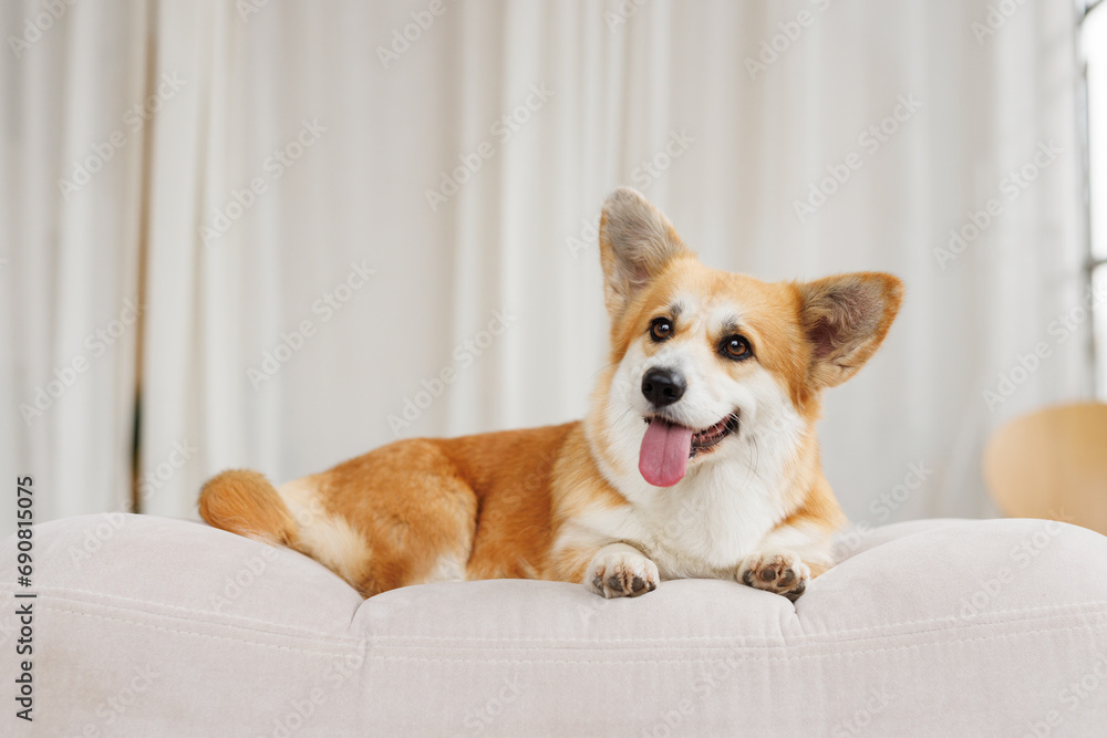 Portrait of adorable, happy smiling dog of the corgi breed. Beloved pet in the beautiful home. Portrait of adorable, happy smiling dog of the corgi breed. Beloved pet in the beautiful home.