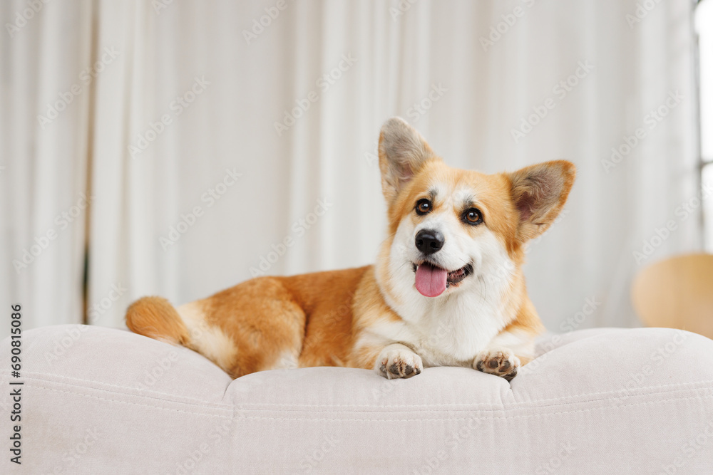 Portrait of adorable, happy smiling dog of the corgi breed. Beloved pet in the beautiful home. Portrait of adorable, happy smiling dog of the corgi breed. Beloved pet in the beautiful home.