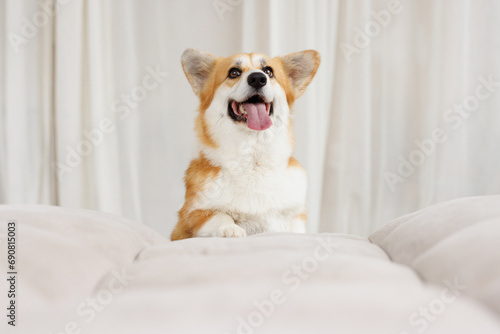 Portrait of adorable, happy smiling dog of the corgi breed. Beloved pet in the beautiful home. © KDdesignphoto