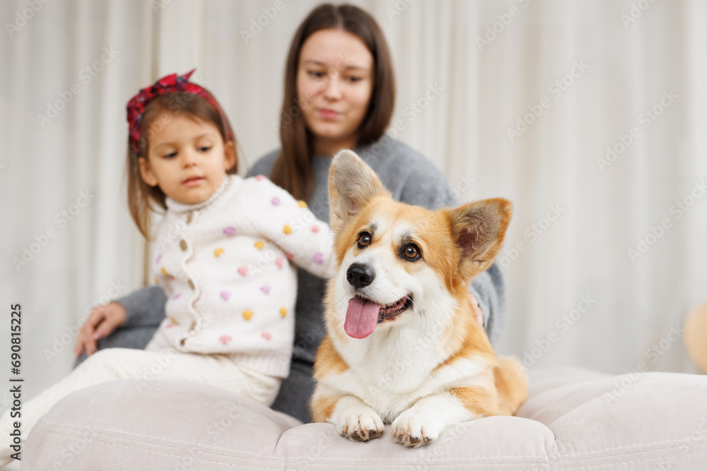 Portrait of adorable, happy smiling dog of the corgi breed. Family playing with their favorite pet. Beloved pet in the beautiful home. Portrait of adorable, happy smiling dog of the corgi breed. Family playing with their favorite pet. Beloved pet in the beautiful home.