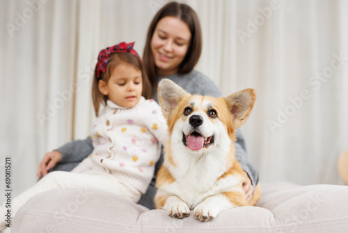 Portrait of adorable, happy smiling dog of the corgi breed. Family playing with their favorite pet. Beloved pet in the beautiful home.