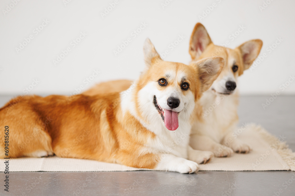 Portrait of adorable, happy smiling dog of the corgi breed. Beloved pet in the beautiful home. Portrait of adorable, happy smiling dog of the corgi breed. Beloved pet in the beautiful home.