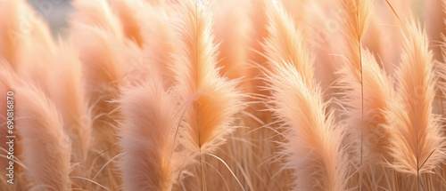 close view of pampas grass pastel peachy color embracing   new year  2024 color  peach fuzz 