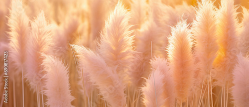 pampas grass pastel peachy color embracing   new year  2024 color  peach fuzz  photo