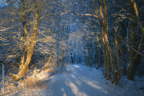 Winter trail surrounded by snow-covered trees in the park. West Lothian, Scotland