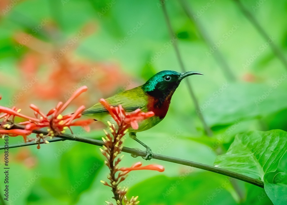 The Sun Bird Perch on A Branch of Plants with Red Flowers Around The Sun Bird Perch on A Branch of Plants with Red Flowers Around