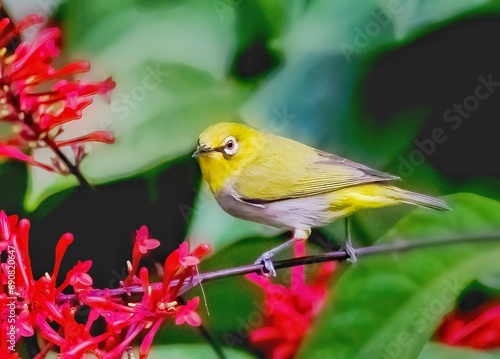 A Needlebird Perched on A Branch Next to Red Flowers