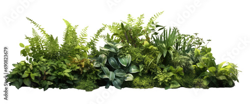 shrubbery plants on the ground isolated on transparent background photo
