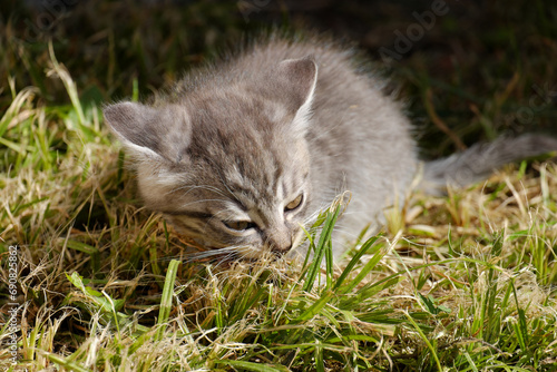 A small gray kitten eating raw fish with an appetite