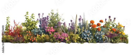 Herbaceous lush and colorful border of herbaceous plants, creating a vibrant isolated on transparent background photo