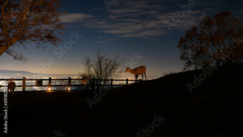 鹿と夜景と星