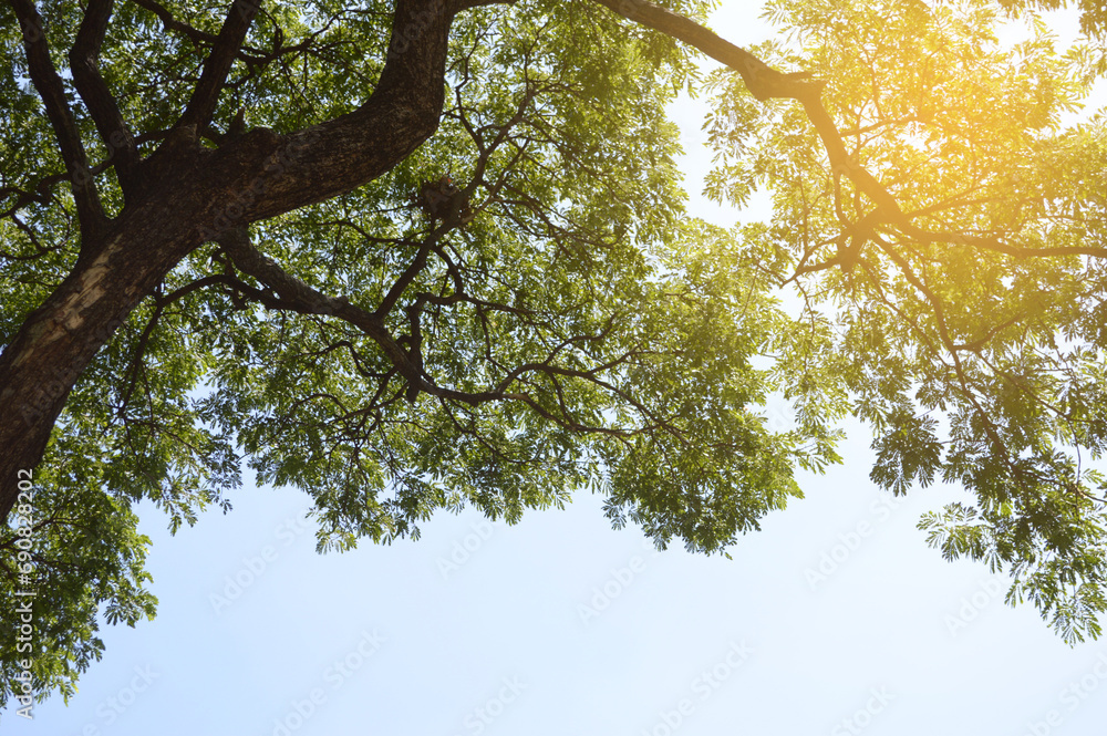 Fototapeta premium close up tree branches in nature