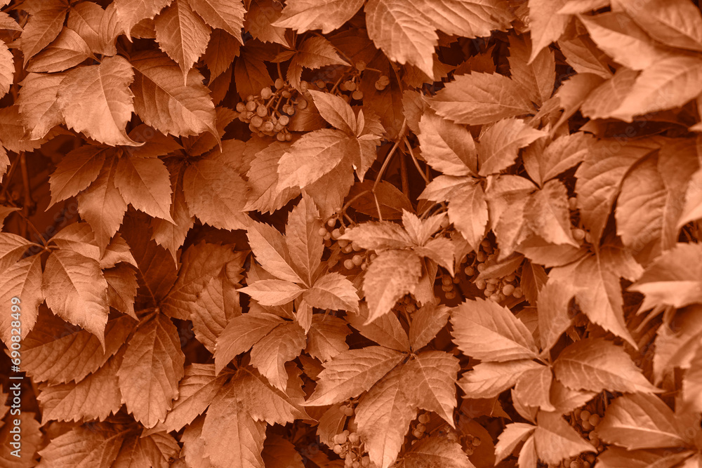 Peach fuzz grape leaves on the wall close-up. Wild grapes monochrome background. Peach fuzz grape leaves on the wall close-up. Wild grapes monochrome background.