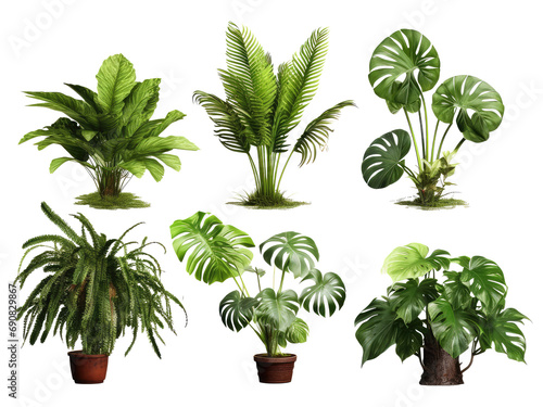 Tropical Rainforest plants isolated on transparent background