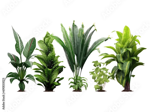 rain plants isolated on transparent background