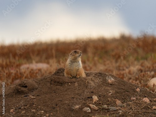 Wallpaper Mural Blacktailed Prairie dog in burrow Torontodigital.ca