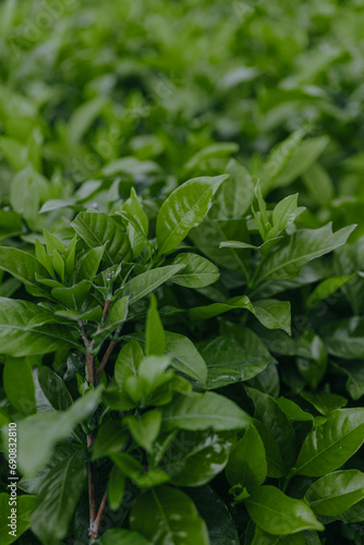 Wallpaper Mural Top view of Green tea leaves in a tea plantation in morning. Torontodigital.ca