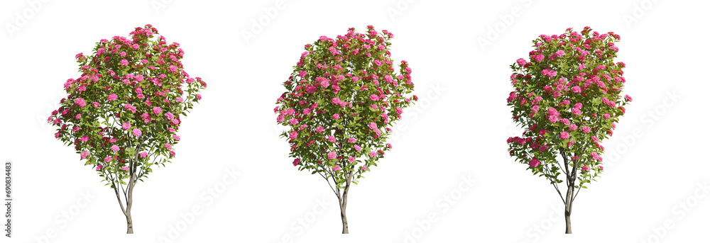 Seet of blossom camelia trees, 3d rendering with transparent background for illustration and digital composition