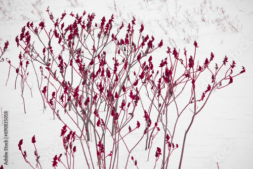 Red Staghorn Sumac at the Ravine in the snow