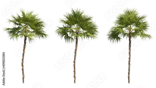 Set of palm trees 3D rendering with transparent background, for illustration, digital composition, architecture visualization