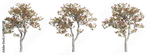 Set of tiger claw trees 3D rendering with transparent background, for illustration, digital composition, architecture visualization photo