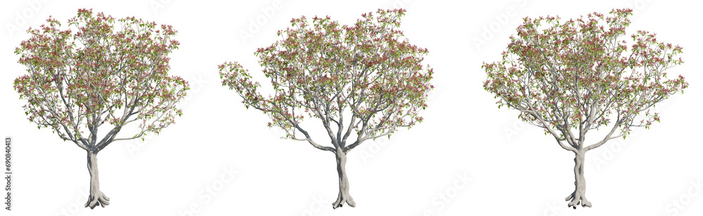 Set of tiger claw trees 3D rendering with transparent background, for illustration, digital composition, architecture visualization