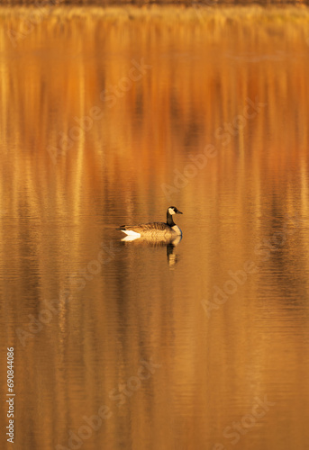 Canada Goose on a winter morning